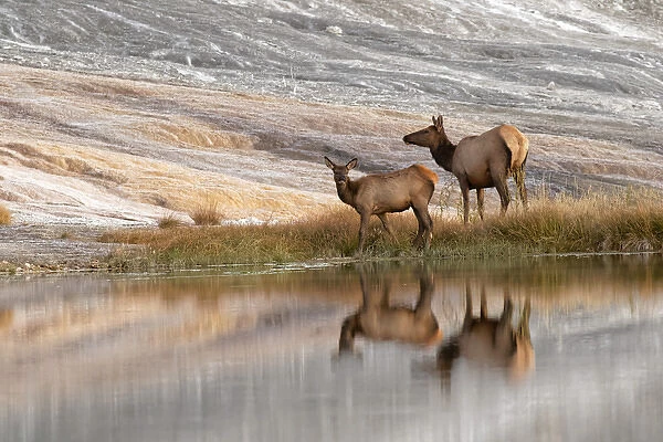 Herd of Elk and reflection, Canary Spring, Yellowstone National Park, Montana  /  Wyoming