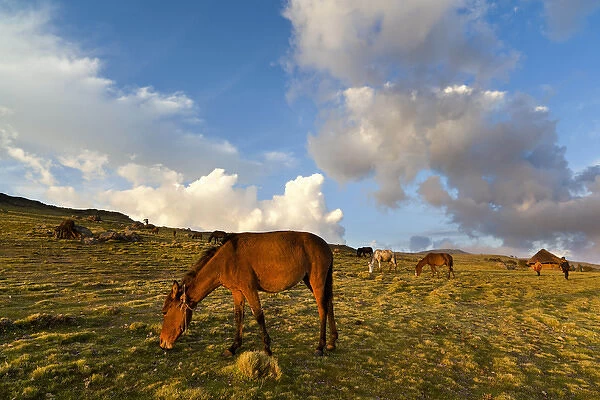 Herd of horses in the Highlands of Ethiopia