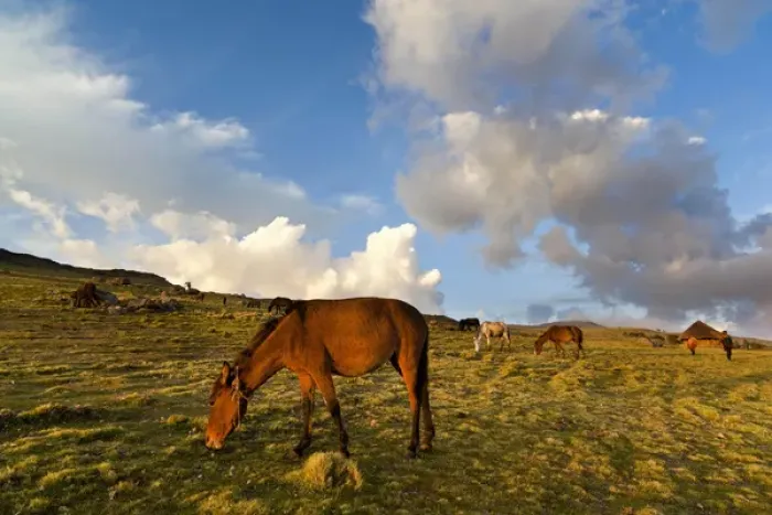 Framed Print : Herd of horses in the Highlands of Ethiopia