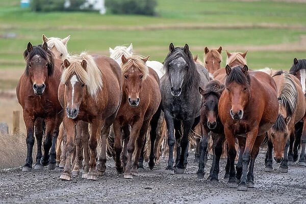 Herd of Icelandic horses travels along a road