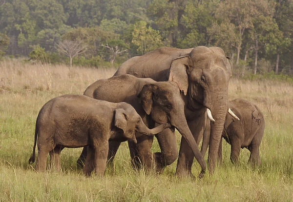 Herd of Indian  /  Asian Elephants, Corbett National Park, India
