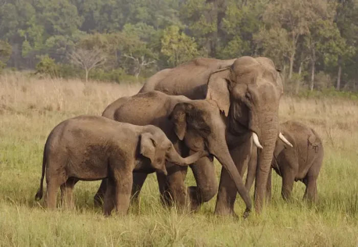 Framed Print : Herd of Indian / Asian Elephants, Corbett National Park, India Framed Print : Herd of Indian / Asian Elephants, Corbett National Park, India
