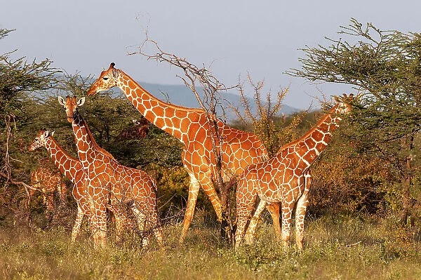 A herd of Masai giraffes, Giraffa camelopardalis, eating. Samburu Game Reserve, Kenya