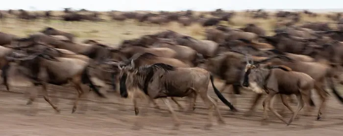 Framed Print : A herd of migrating wildebeests, Connochaetes taurinus, running. Masai Mara National Reserve, Kenya Framed Print : A herd of migrating wildebeests, Connochaetes taurinus, running. Masai Mara National Reserve, Kenya