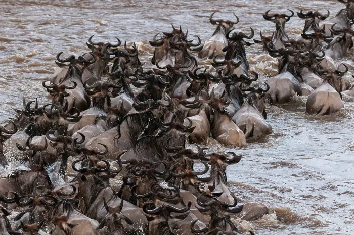 Framed Print : A herd of migrating wildebeests, Connochaetes taurinus, crossing the Mara River. Masai Mara National Reserve, Kenya