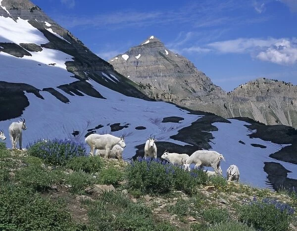 Herd of Mountain Goats (Oreamnos americanus) feed on first Lupine of the year. Mt