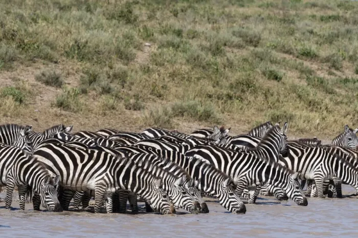 Framed Print : A herd of plains zebras, Equus quagga, drinking at Hidden Valley lake, Ndutu Framed Print : A herd of plains zebras, Equus quagga, drinking at Hidden Valley lake, Ndutu