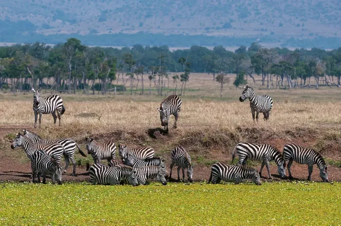 Framed Print : A herd of plains zebras, Equus quagga, drinking at a waterhole. Masai Mara National Reserve, Kenya Framed Print : A herd of plains zebras, Equus quagga, drinking at a waterhole. Masai Mara National Reserve, Kenya