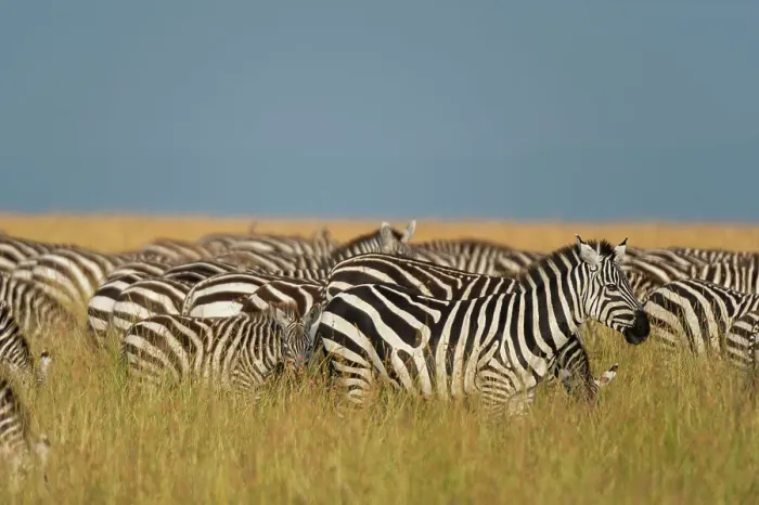 Framed Print : Herd of Plains zebras, Equus quagga, grazing in the grass at Masai Mara National Reserve, Kenya, Africa Framed Print : Herd of Plains zebras, Equus quagga, grazing in the grass at Masai Mara National Reserve, Kenya, Africa