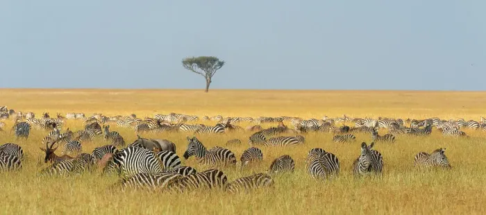 Framed Print : Herd of Plains zebras, Equus quagga, grazing in the grass at Masai Mara National Reserve, Kenya, Africa Framed Print : Herd of Plains zebras, Equus quagga, grazing in the grass at Masai Mara National Reserve, Kenya, Africa