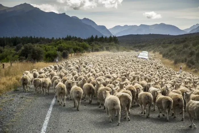 Framed Print : A herd of sheep block the road near Milford Sound, South Island, New Zealand Framed Print : A herd of sheep block the road near Milford Sound, South Island, New Zealand