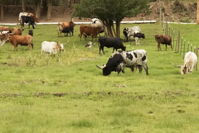 Framed Print : Herd of Texas Longhorn cattle in green pasture Framed Print : Herd of Texas Longhorn cattle in green pasture
