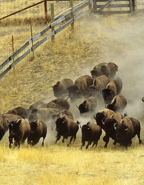 Herding bison during annual Bison roundup at the National Bison Range in Montana