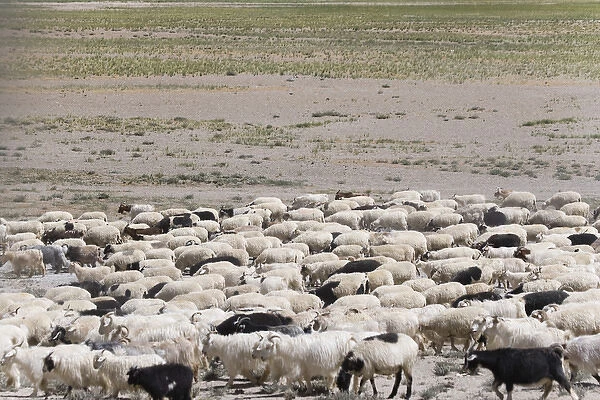 Herding sheep in the Himalayas, Taglangla Pass, Ladakh, India