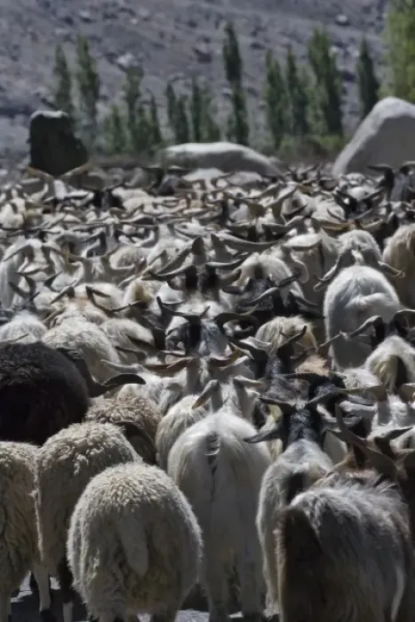 Framed Print : Herding sheep in the Karakorum, Nubra, Ladakh, India Framed Print : Herding sheep in the Karakorum, Nubra, Ladakh, India