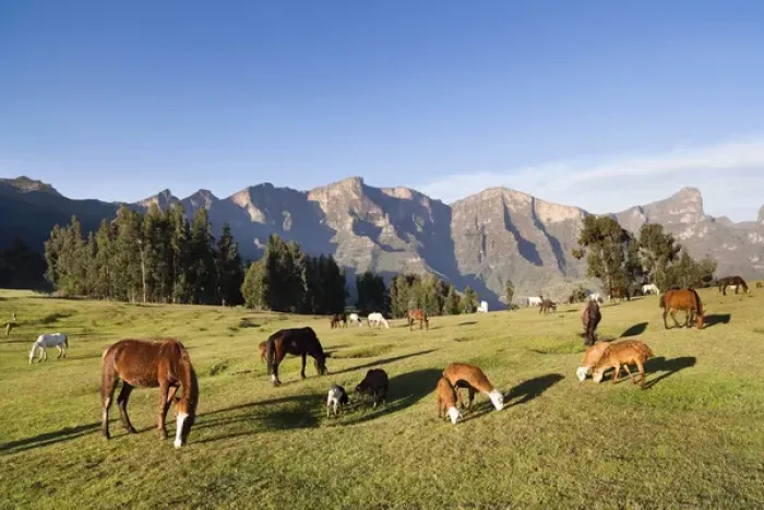 Framed Print : Herds grazing near the village of Amiwalka in the highlands of Ethiopia