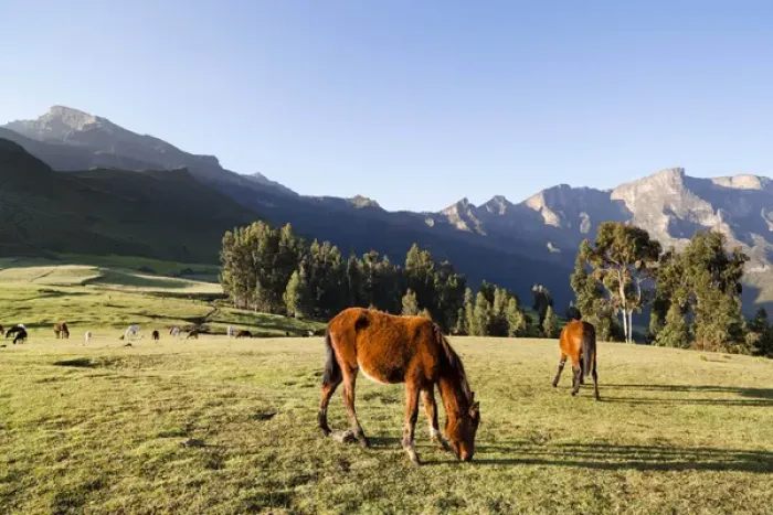 Framed Print : Herds grazing near the village of Amiwalka in the highlands of Ethiopia