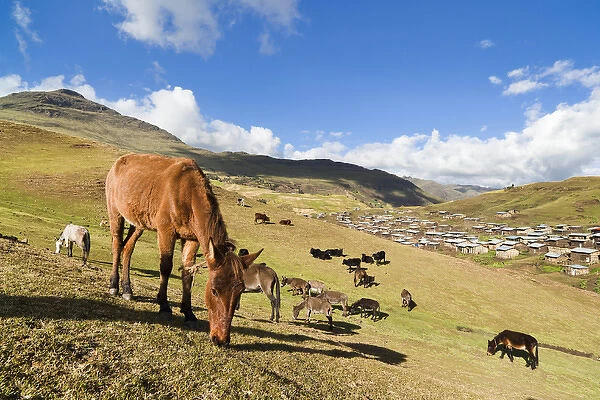 Herds grazing near the village of Arkwasiye in the Highlands of Ethiopia