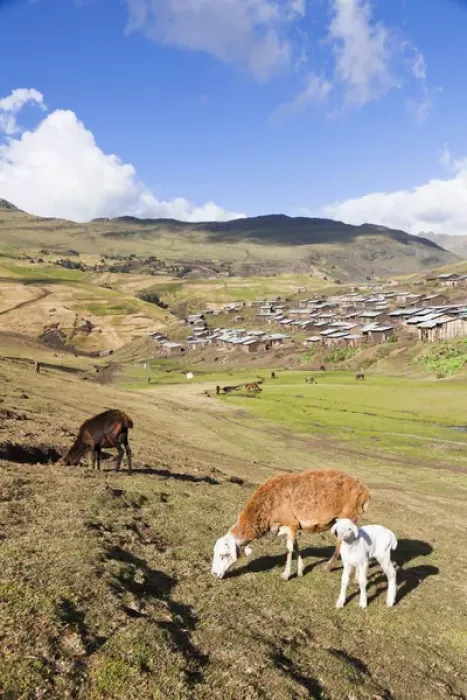 Framed Print : Herds grazing near the village of Arkwasiye in the Highlands of Ethiopia