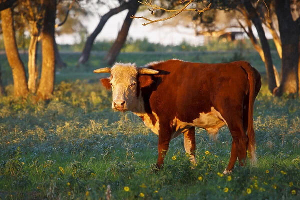 Herford bull retired to pasture near Gonzales, Texas