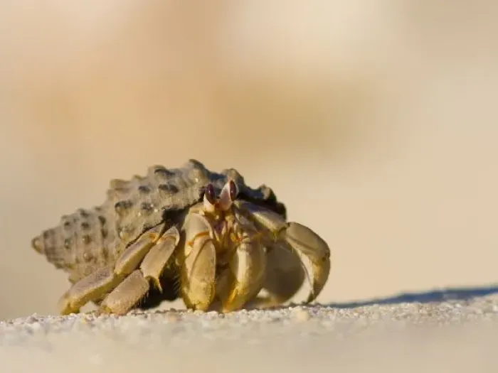 Framed Print : Hermit Crab on Framed Print : Hermit Crab on