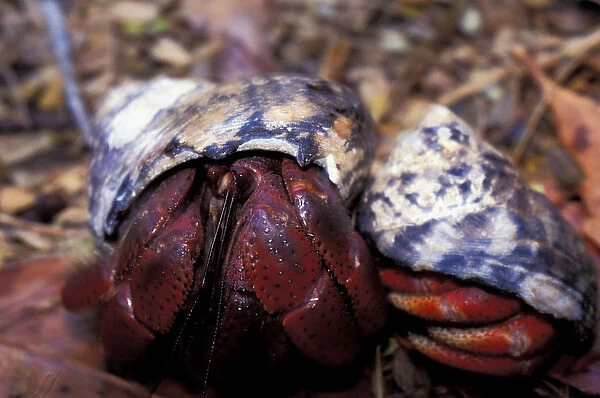 Hermit Crabs (Paguroidea)