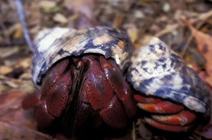 Framed Print : Hermit Crabs (Paguroidea) Framed Print : Hermit Crabs (Paguroidea)