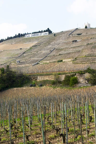 The Hermitage vineyards on the hill behind the city Tain-laiHermitage, The Maison Blanche