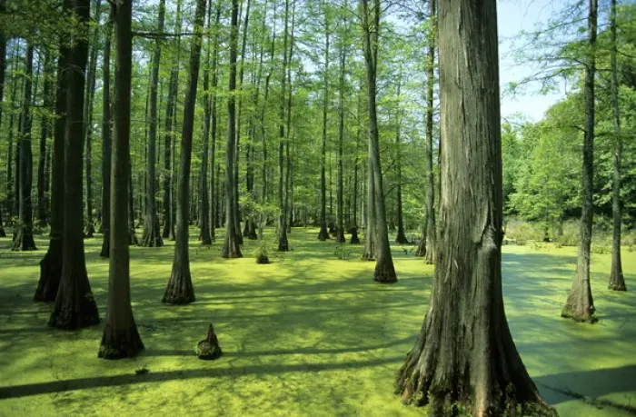 Framed Print : Heron Pond bald cypress trees in Little Black Slough State Natural Area, Shawnee National Forest