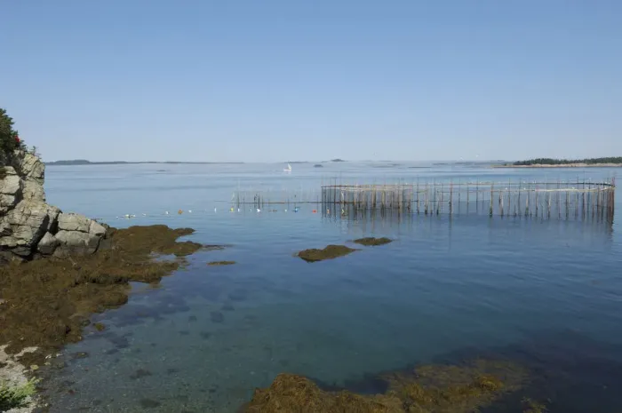 Framed Print : Herring Weir, Campobello Island, New Brunswick, Canada