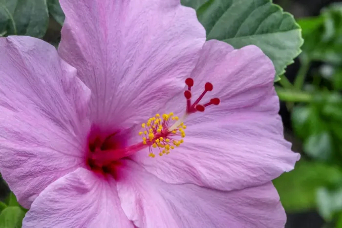 Framed Print : Hibiscus Framed Print : Hibiscus