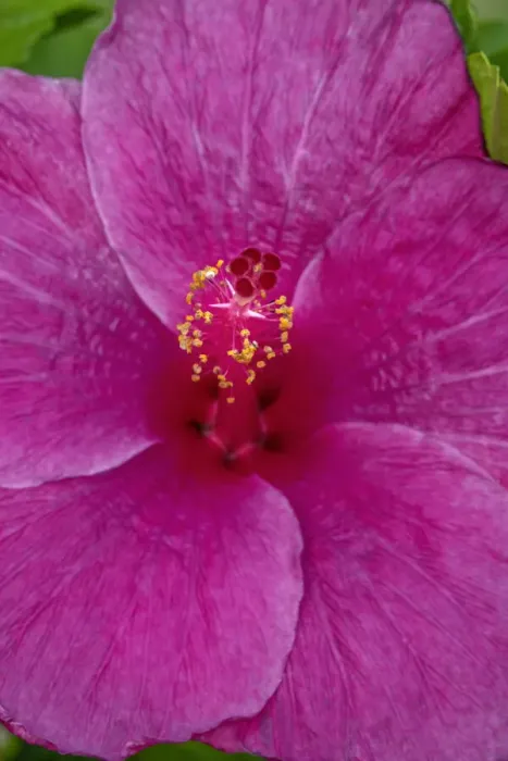 Framed Print : Hibiscus Framed Print : Hibiscus