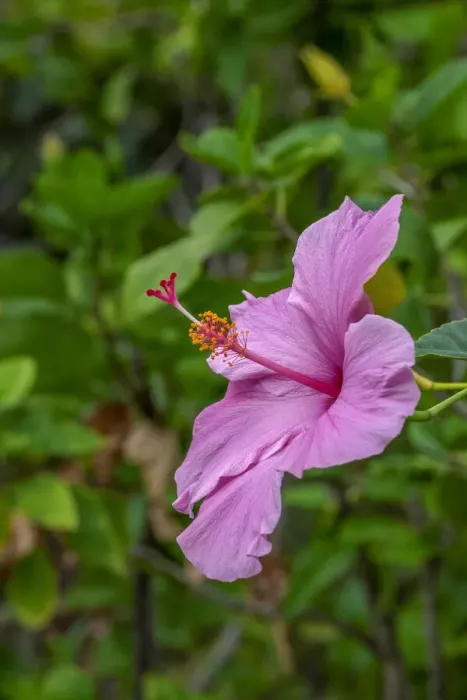 Framed Print : Hibiscus Framed Print : Hibiscus