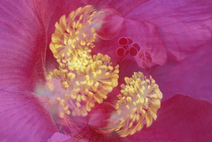 Framed Print : Hibiscus Flower