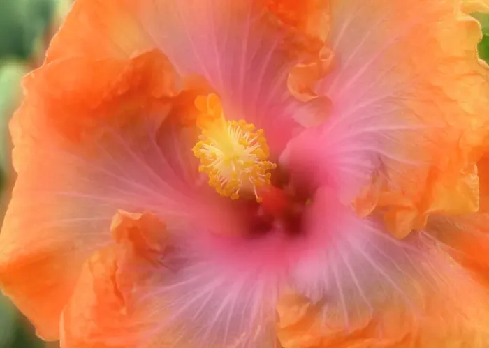 Framed Print : Hibiscus flower composite