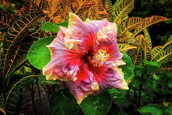 Hibiscus flower in the Galaxy Garden, Paleaku Gardens Peace Sanctuary, Kona Coast