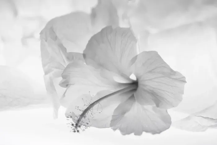 Framed Print : Hibiscus Flower and Tissue Paper with Light Framed Print : Hibiscus Flower and Tissue Paper with Light