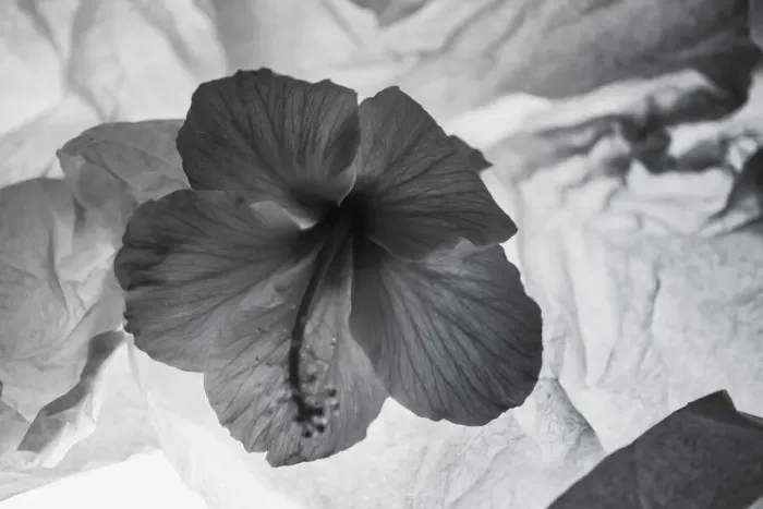 Framed Print : Hibiscus Flower and Tissue Paper with Light