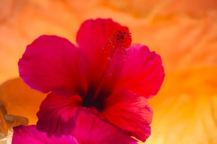 Framed Print : Hibiscus Flower and Tissue Paper with Light Framed Print : Hibiscus Flower and Tissue Paper with Light