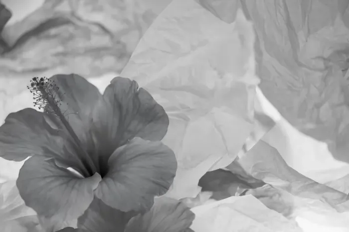 Framed Print : Hibiscus Flower and Tissue Paper with Light Framed Print : Hibiscus Flower and Tissue Paper with Light