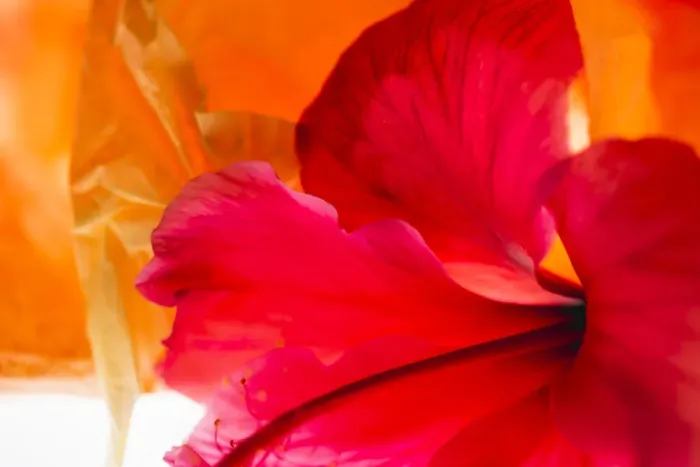 Framed Print : Hibiscus Flower and Tissue Paper with Light Framed Print : Hibiscus Flower and Tissue Paper with Light