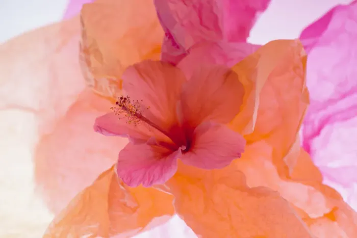 Framed Print : Hibiscus Flower and Tissue Paper with Light Framed Print : Hibiscus Flower and Tissue Paper with Light