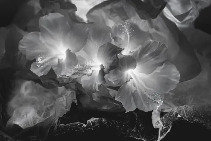 Framed Print : Hibiscus Flower and Tissue Paper with Light Framed Print : Hibiscus Flower and Tissue Paper with Light