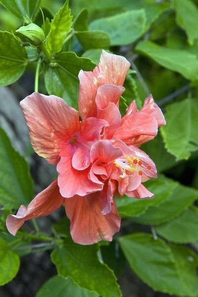 Hibiscus Flowers, Antigua, West Indies, Caribbean, Central America