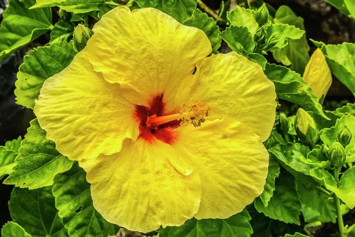 Framed Print : Hibiscus flowers, Waikiki, Oahu, Hawaii Framed Print : Hibiscus flowers, Waikiki, Oahu, Hawaii