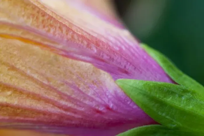 Framed Print : Hibiscus petal, sepal and calyx detail - Maui, Hawaii