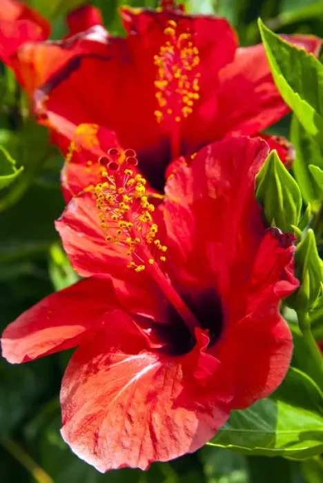 Framed Print : Hibiscus, Tunisia, North Africa, Africa Framed Print : Hibiscus, Tunisia, North Africa, Africa