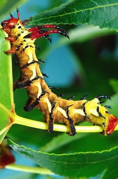 Hickory Horned Devil Caterpillar, Citheronia regalis, North Eastern US