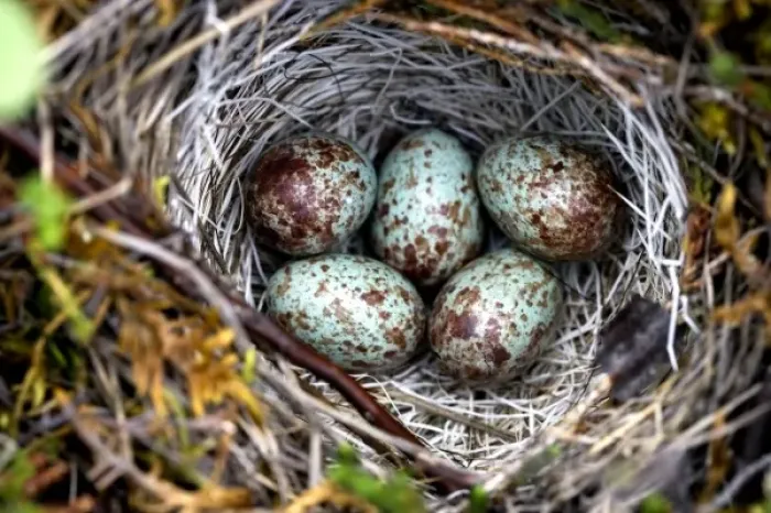 Framed Print : A well hidden White-Crowned Sparrow (Zonotrichia leucophrys) nest with several egg Framed Print : A well hidden White-Crowned Sparrow (Zonotrichia leucophrys) nest with several egg