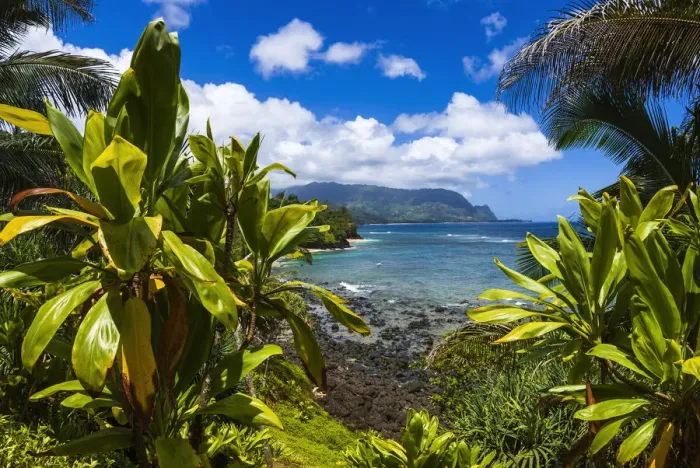 Framed Print : Hideaways Beach and the Na Pali Coast through tropical foliage, Island of Kauai Framed Print : Hideaways Beach and the Na Pali Coast through tropical foliage, Island of Kauai